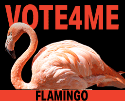 Flamingo-17